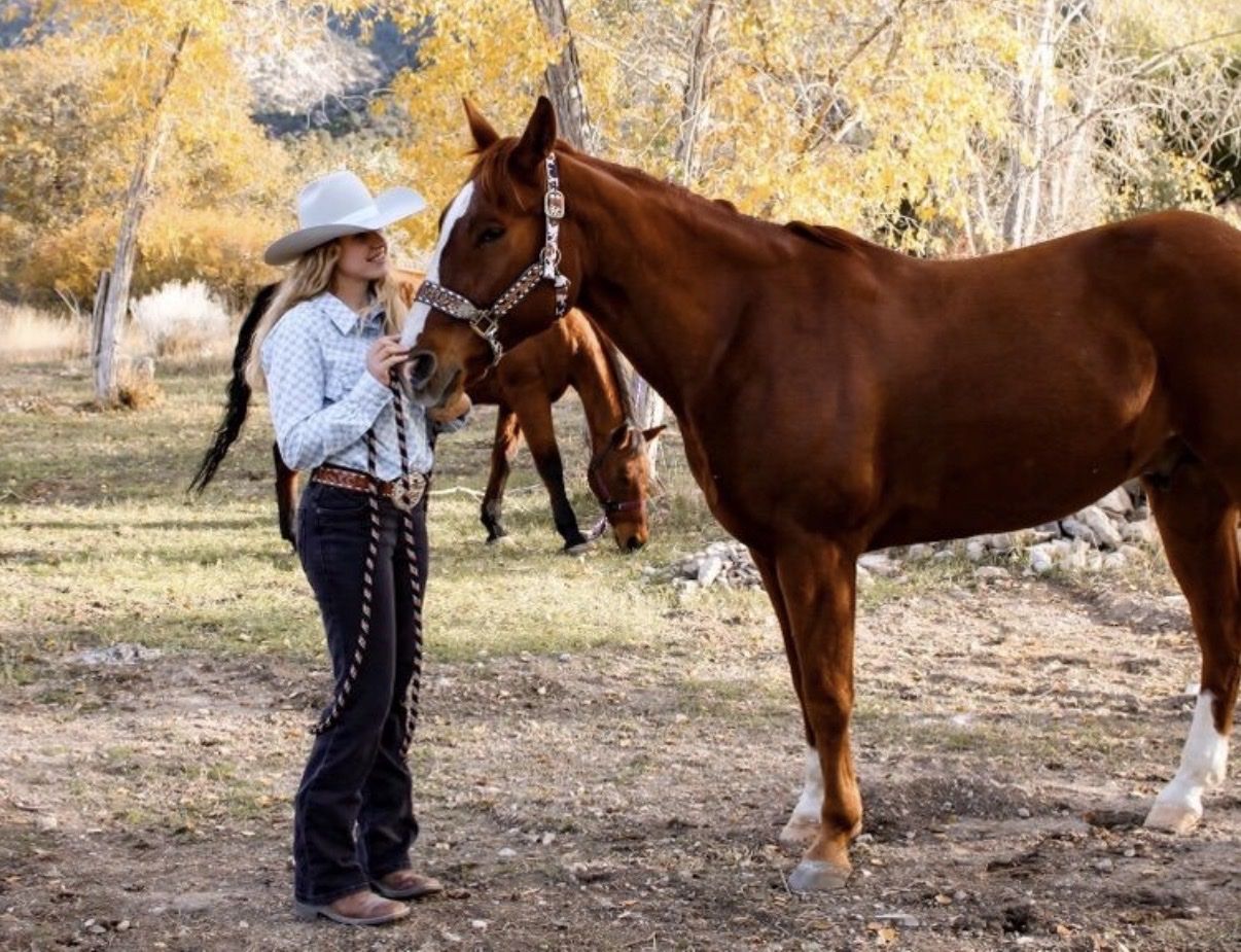 AQHA/APHA GELDING 2016 MODLE