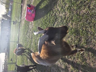 1 year old Nigerian dwarf buck