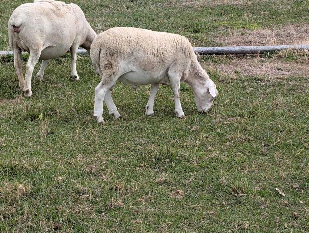 Sheep, Breeding Ram lamb