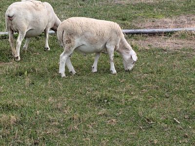 Sheep, Breeding Ram lamb