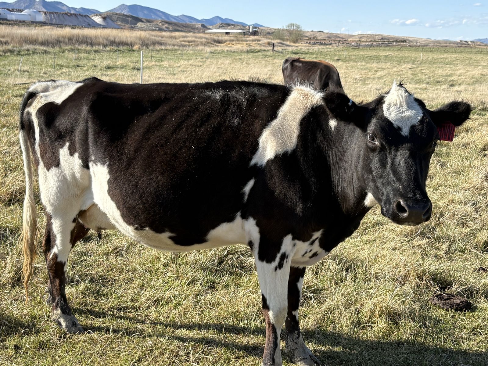 Homestead milk cow