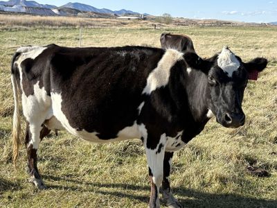 Homestead milk cow