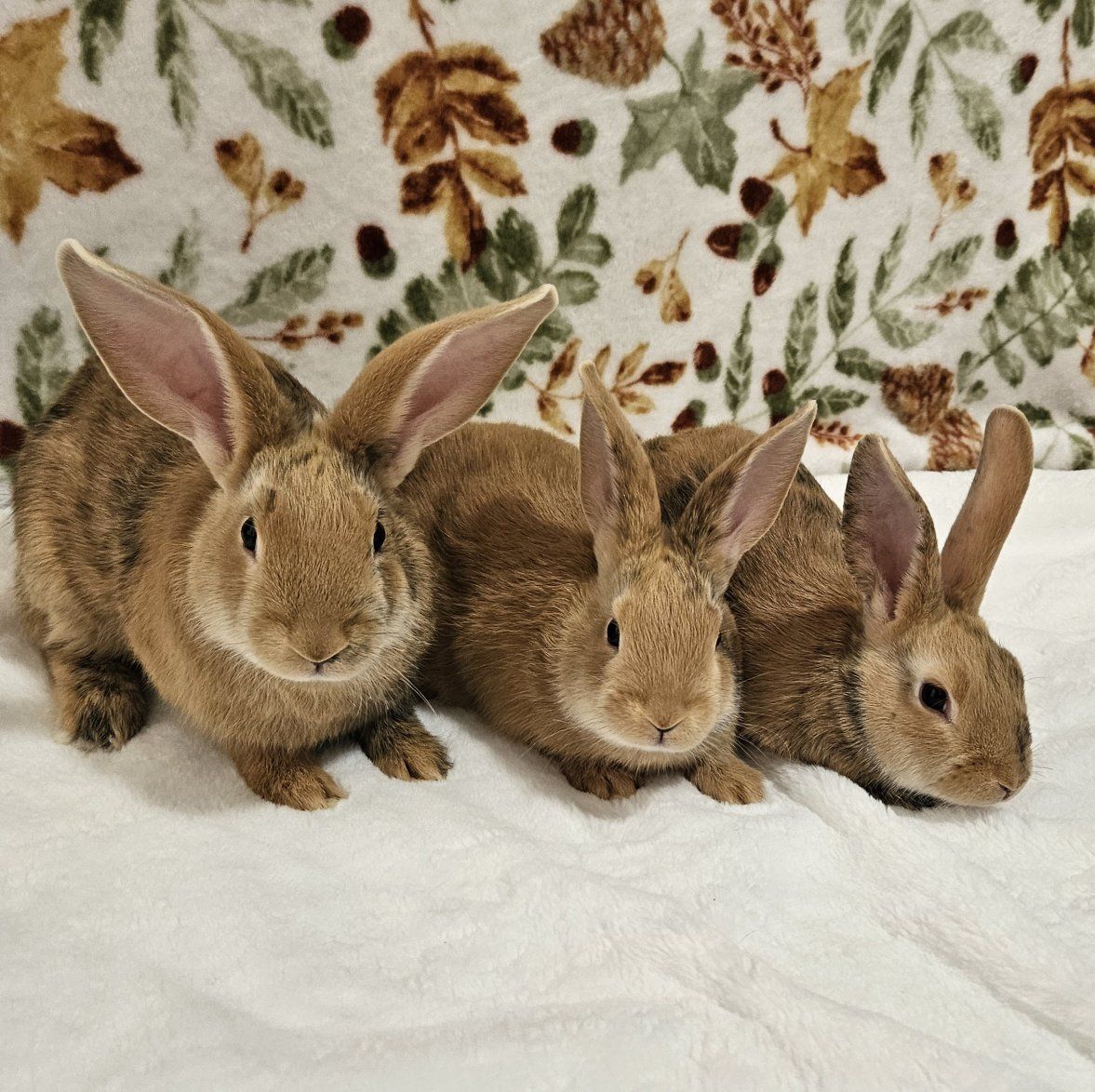 Baby Rhinelander Bunnies