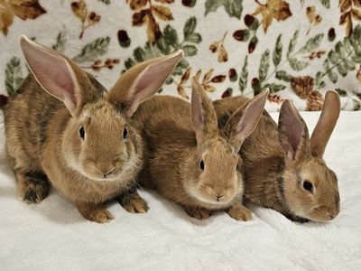 Baby Rhinelander Bunnies