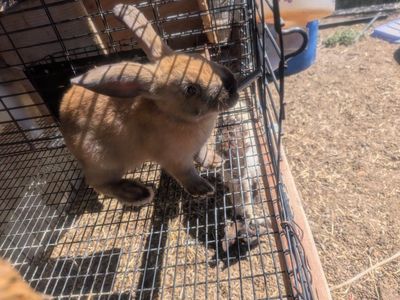 New Zealand Rabbit Kits