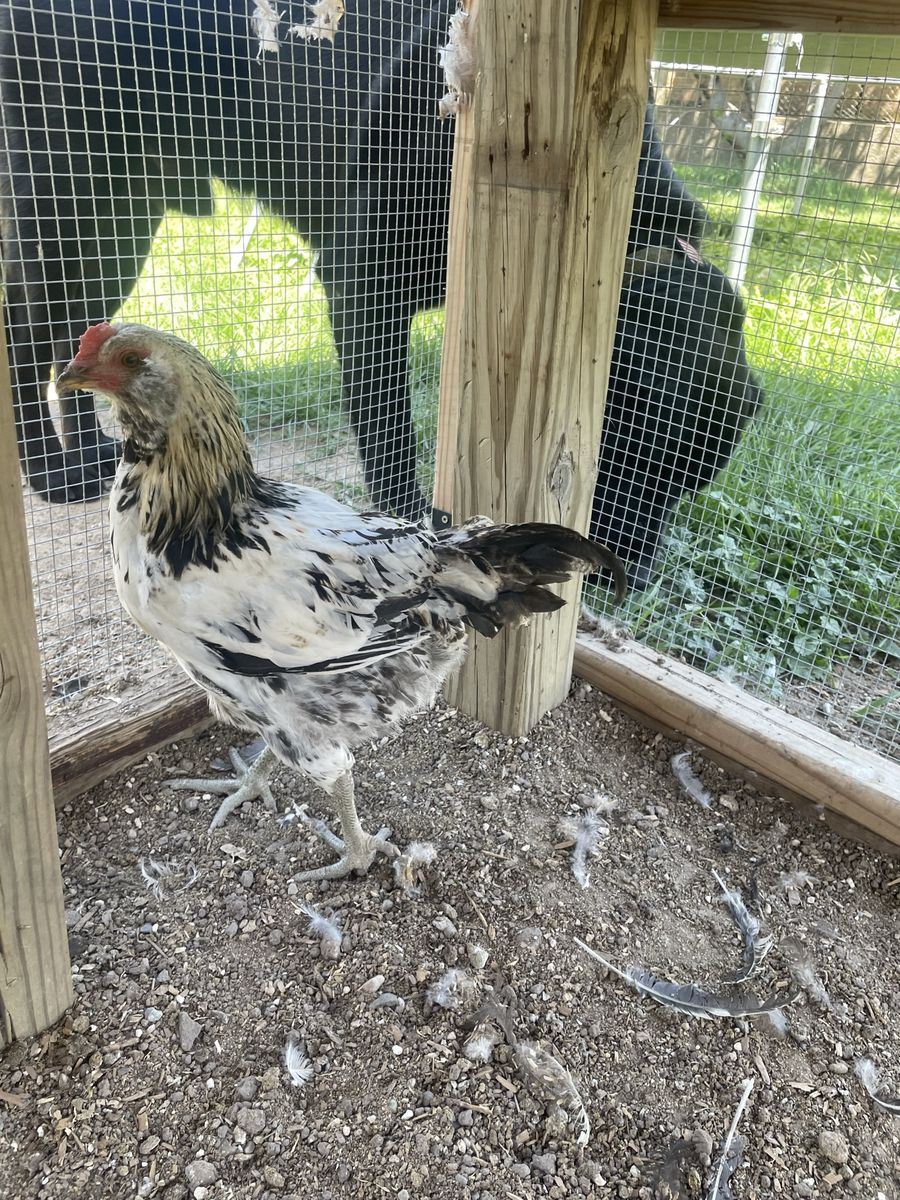Free Rooster