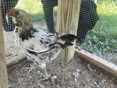 Free Rooster