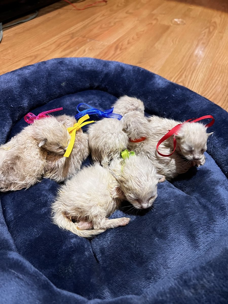Allergy friendly white silver/lynx Bengal mixes!!!