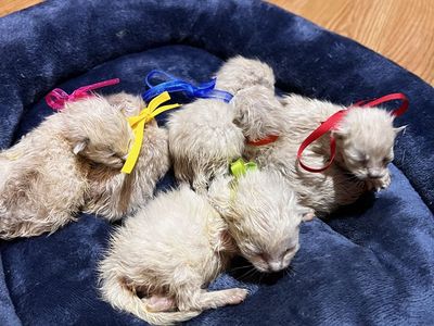 Allergy friendly white silver/lynx Bengal mixes!!!