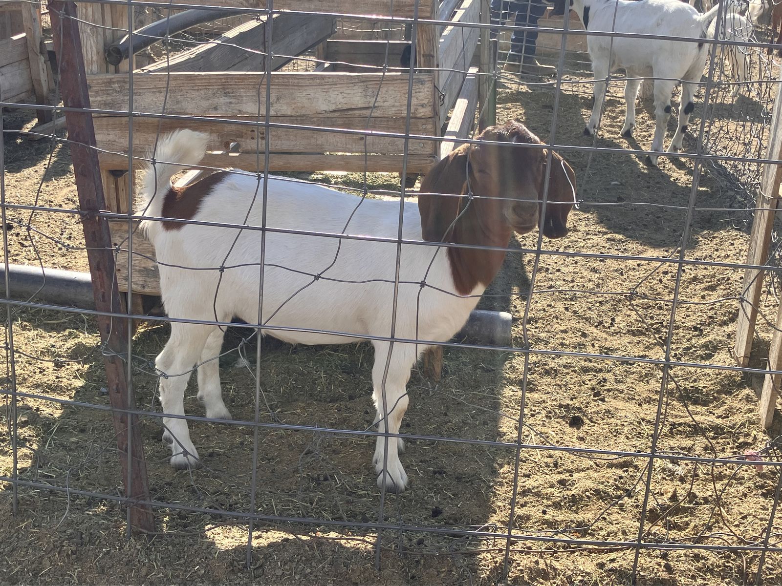 Boer doelings