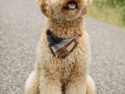 AKC Poodle stud, 100% clear kyky atat, Bb great for bernedoodles, aussidoodles, goldendoodles