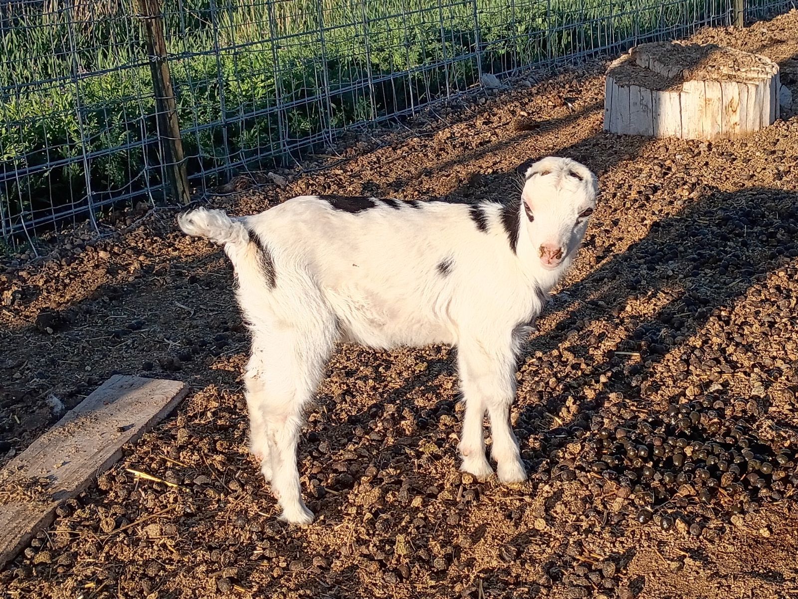 Adorable Mini Lamancha Doeling