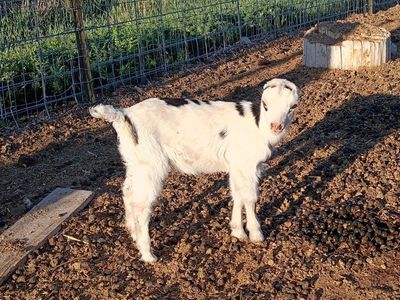 Adorable Mini Lamancha Doeling