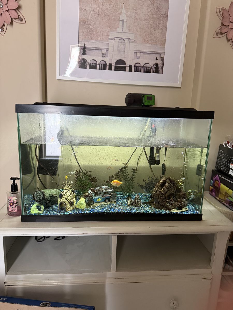 Fish Tank For Sale With All The Fish And Supplies