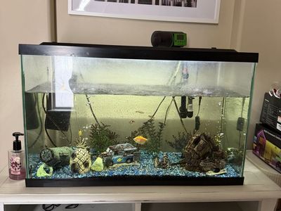 Fish Tank For Sale With All The Fish And Supplies