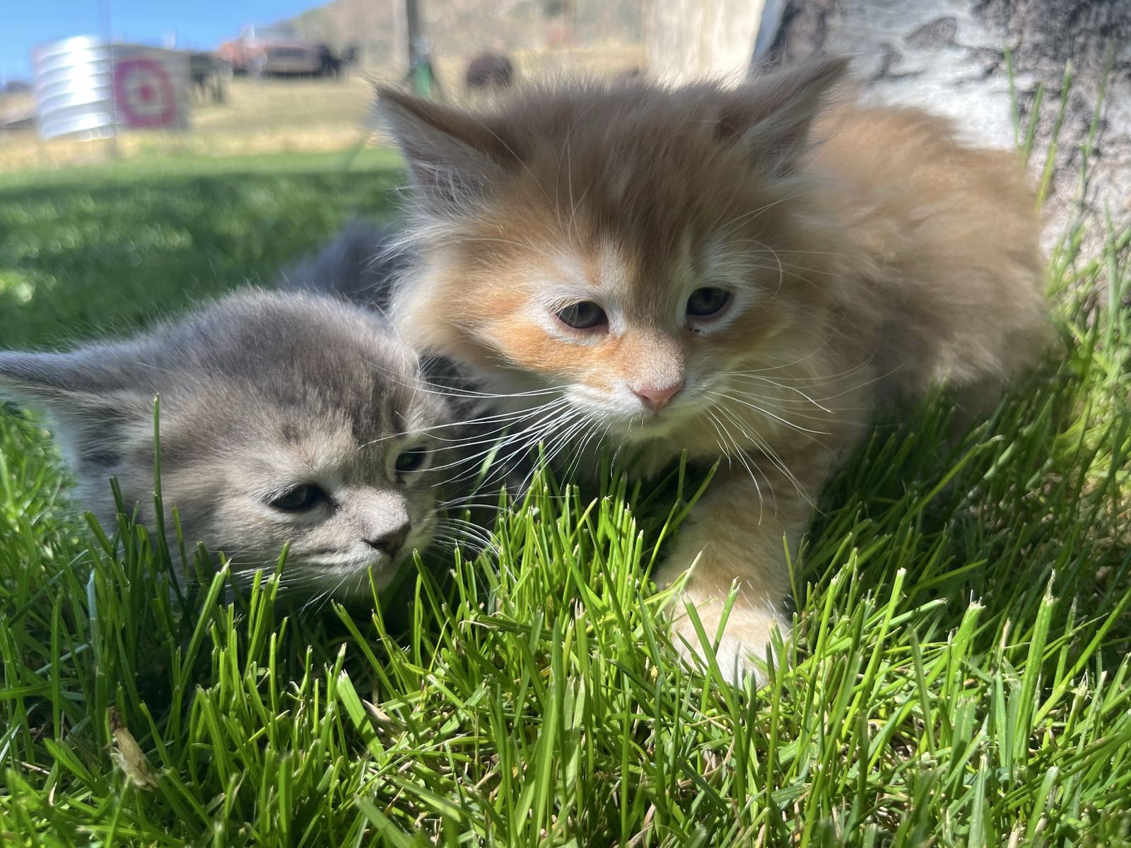 Kittens