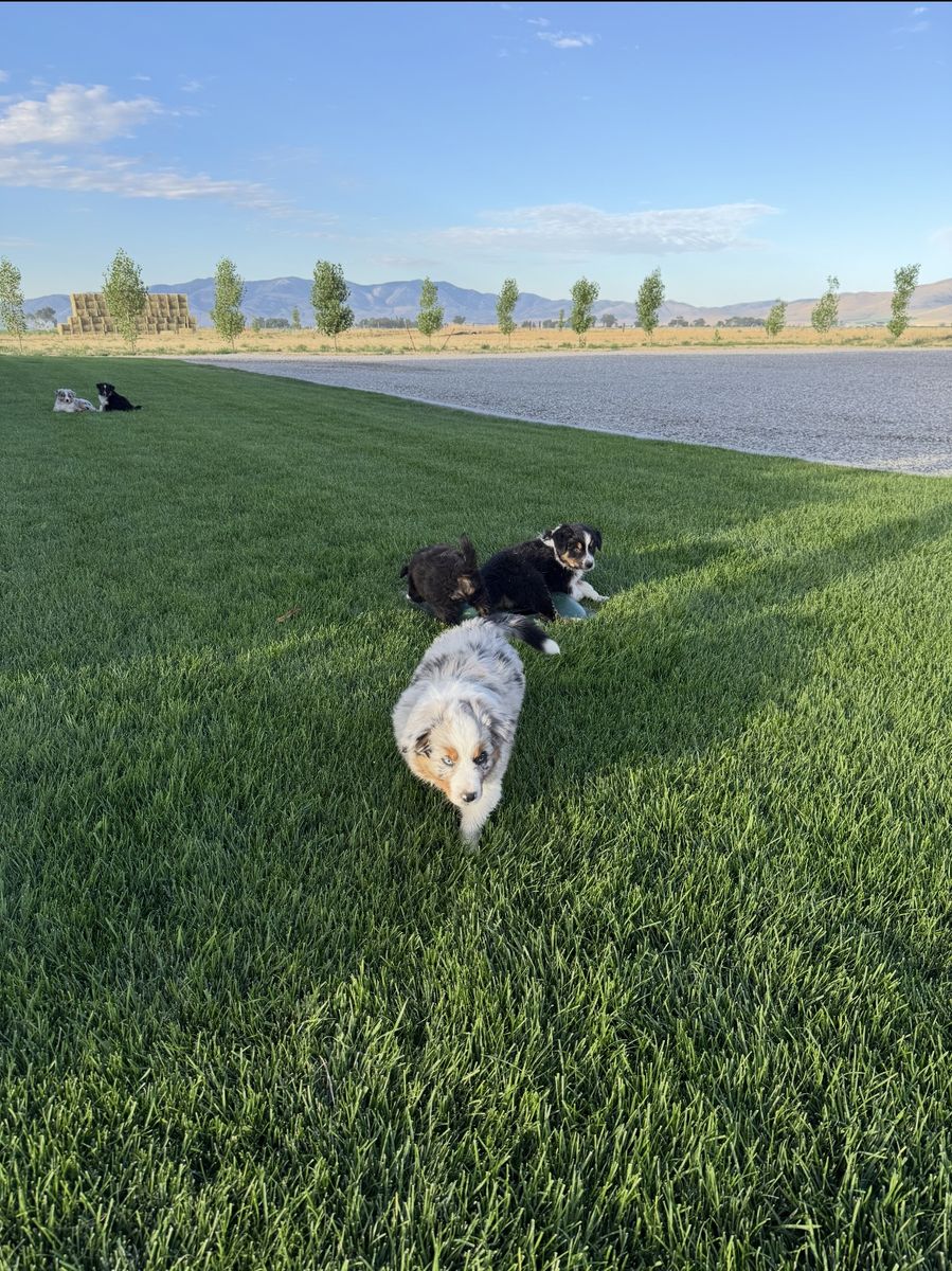 Aussie puppies
