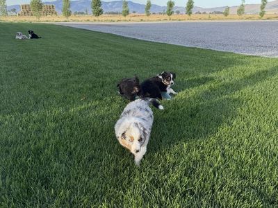 Aussie puppies