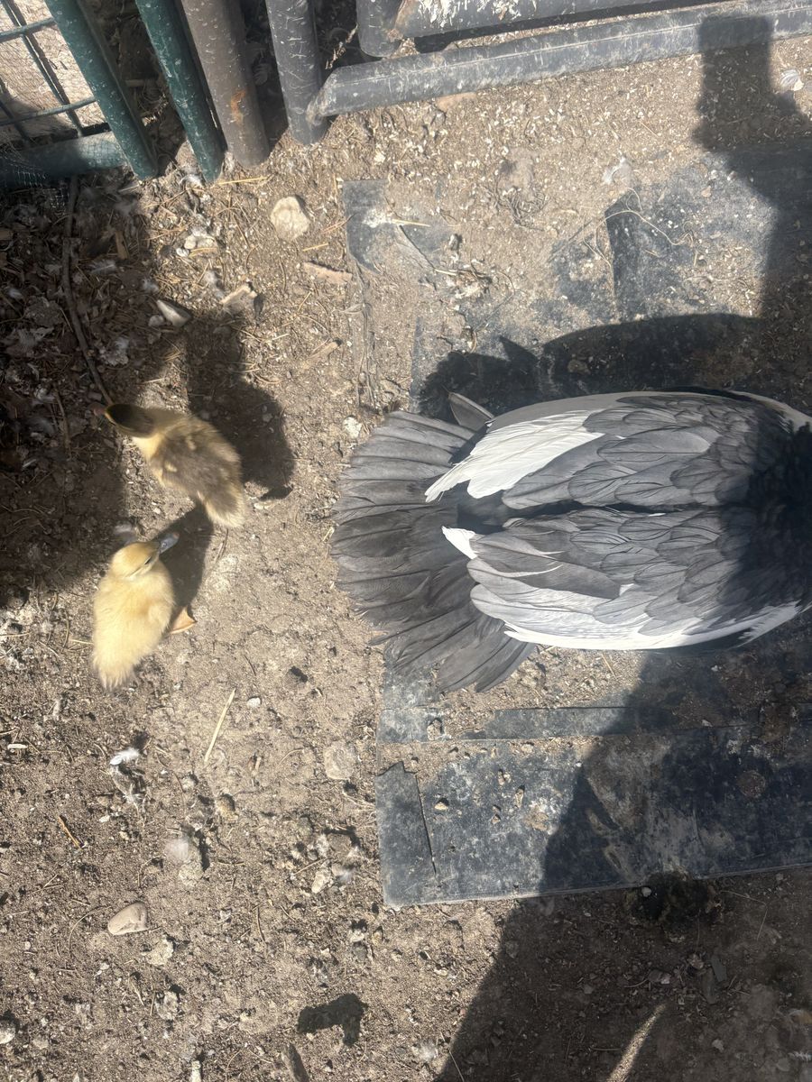 Muscovy Ducklings
