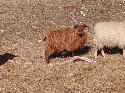 Ram Lamb Icelandic
