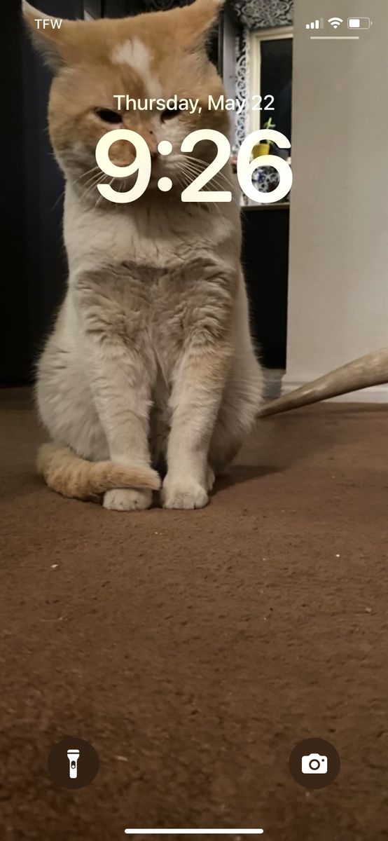 Cat Micheal