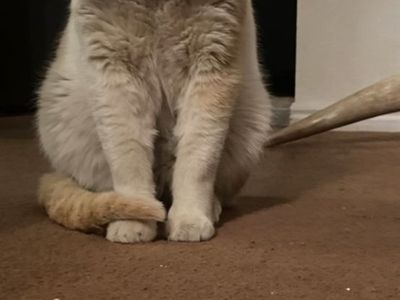 Cat Micheal