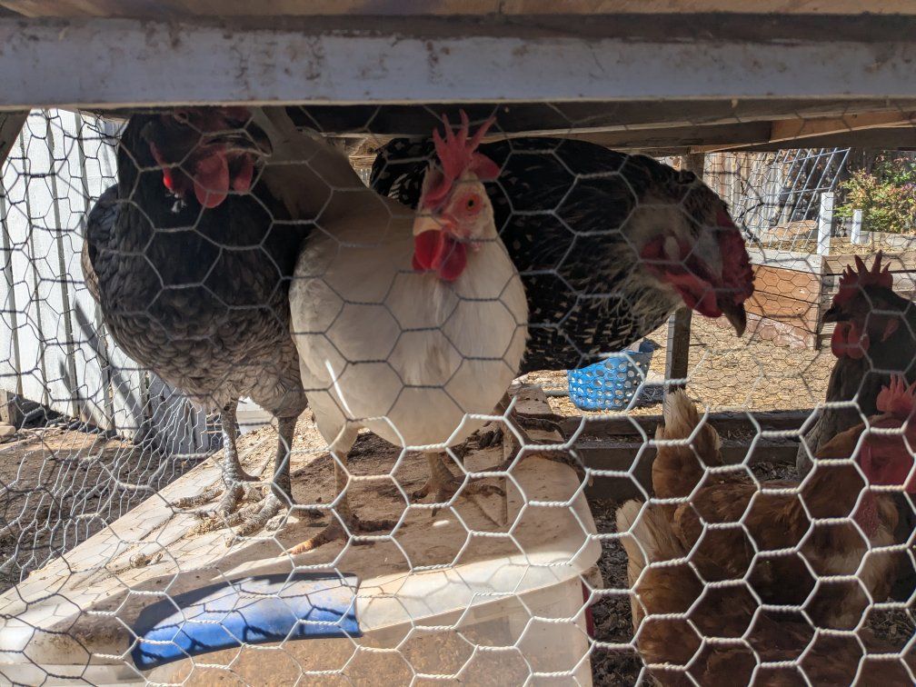 Laying Hens, chickens