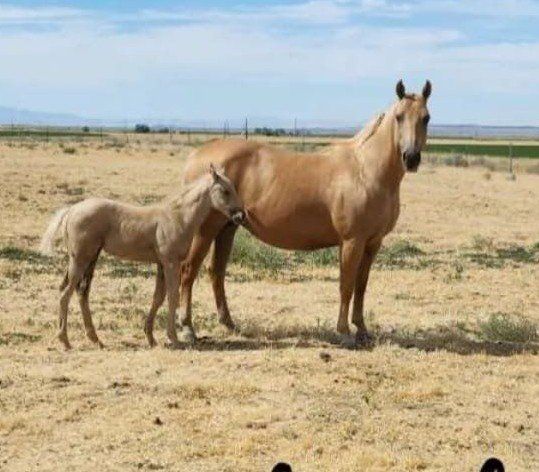 Palomino Mare