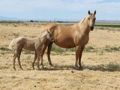 Palomino Mare