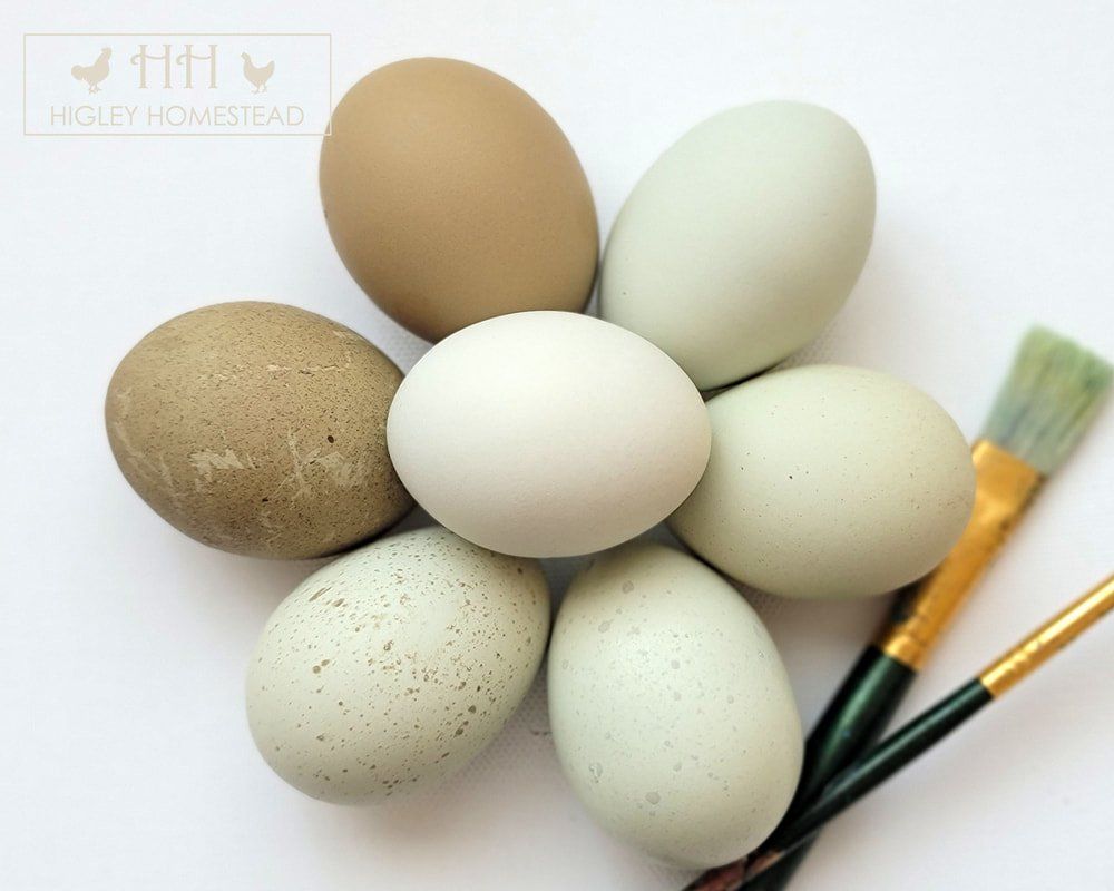 Silverudds Blue Hatching Eggs!