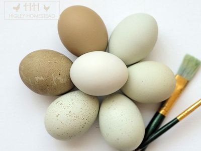 Silverudds Blue Hatching Eggs!