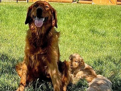 AKC Dark Red Golden Retriever Puppies