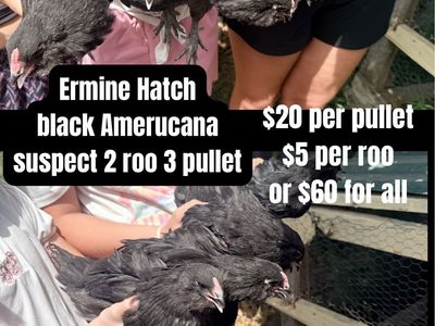 Specialty pullets and cockerel
