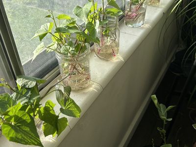 Sweet Potato Slips