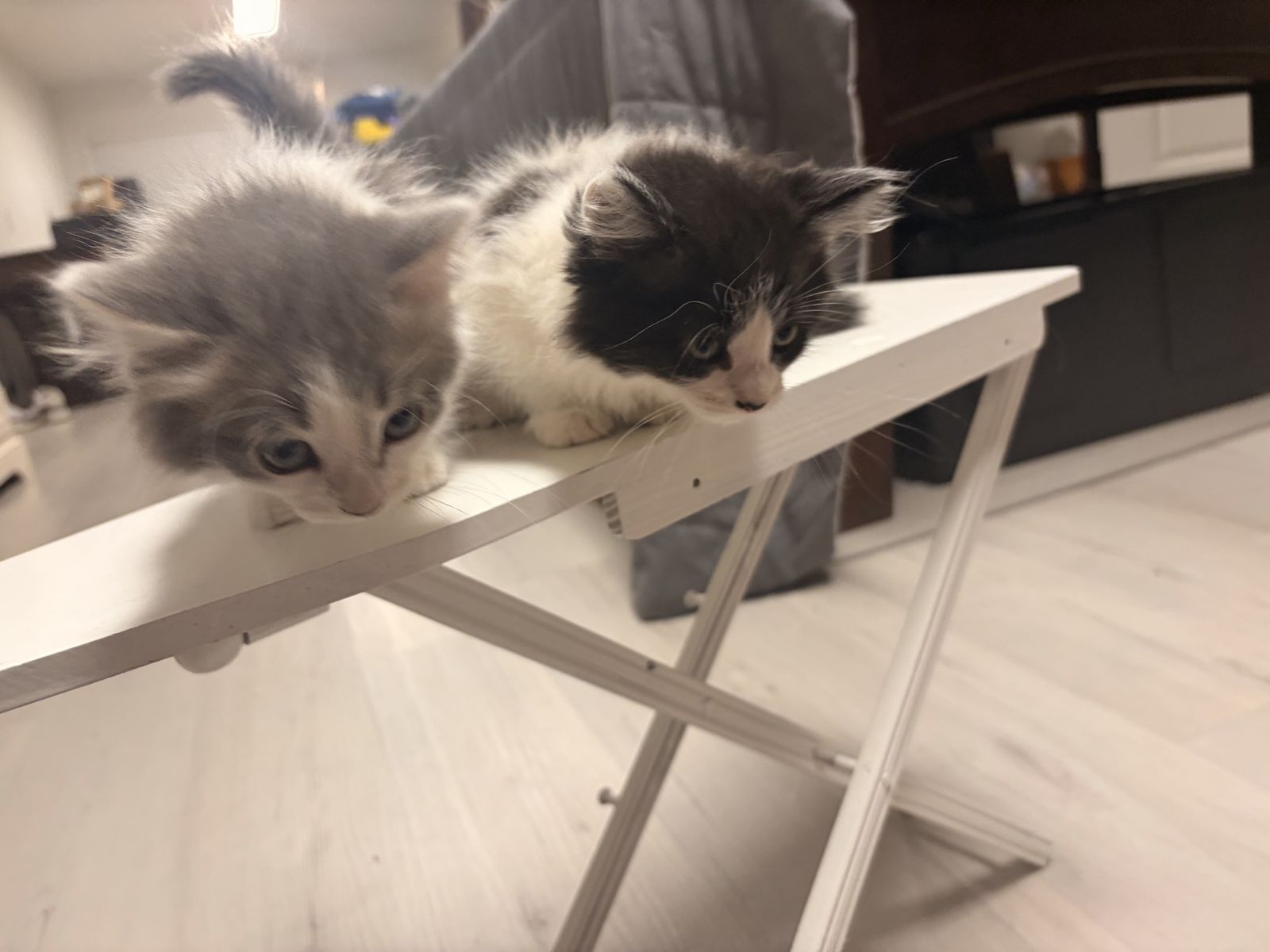 Ragdoll Cats/Kittens