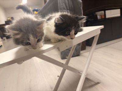 Ragdoll Cats/Kittens