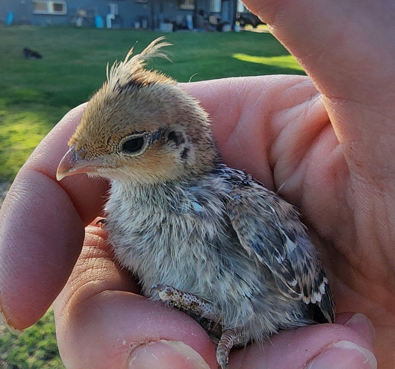 Chicks - Blue Scale Quail