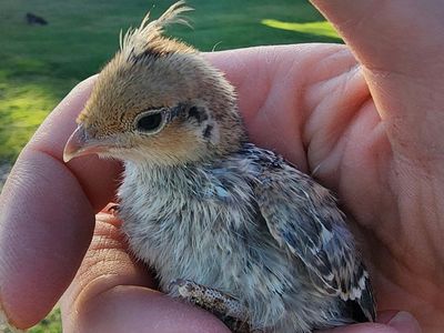 Chicks - Blue Scale Quail