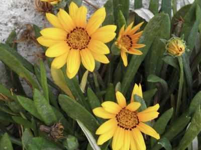 Garden plants