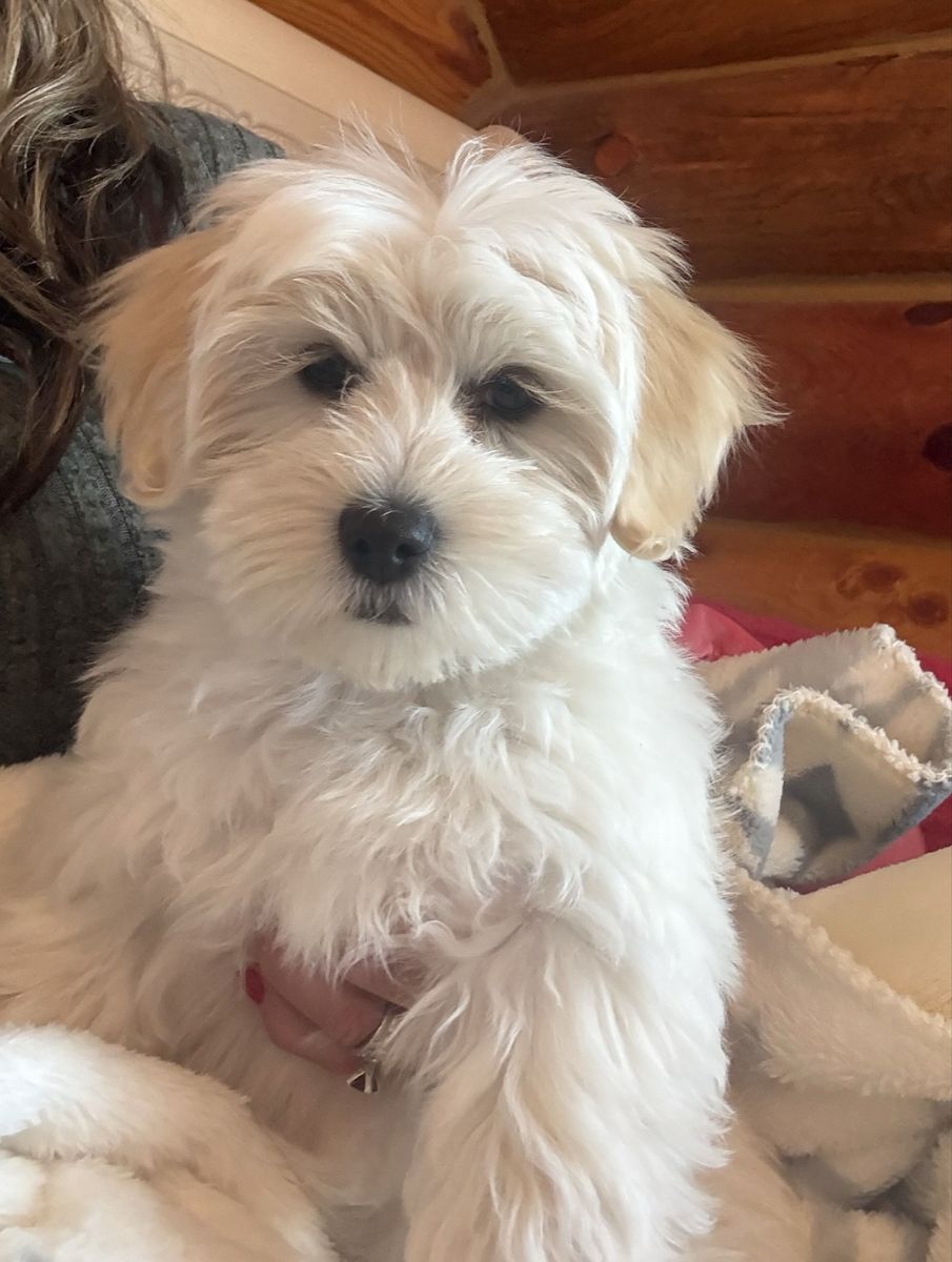 Female Coton de Tulear Puppy