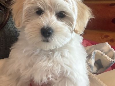 Female Coton de Tulear Puppy