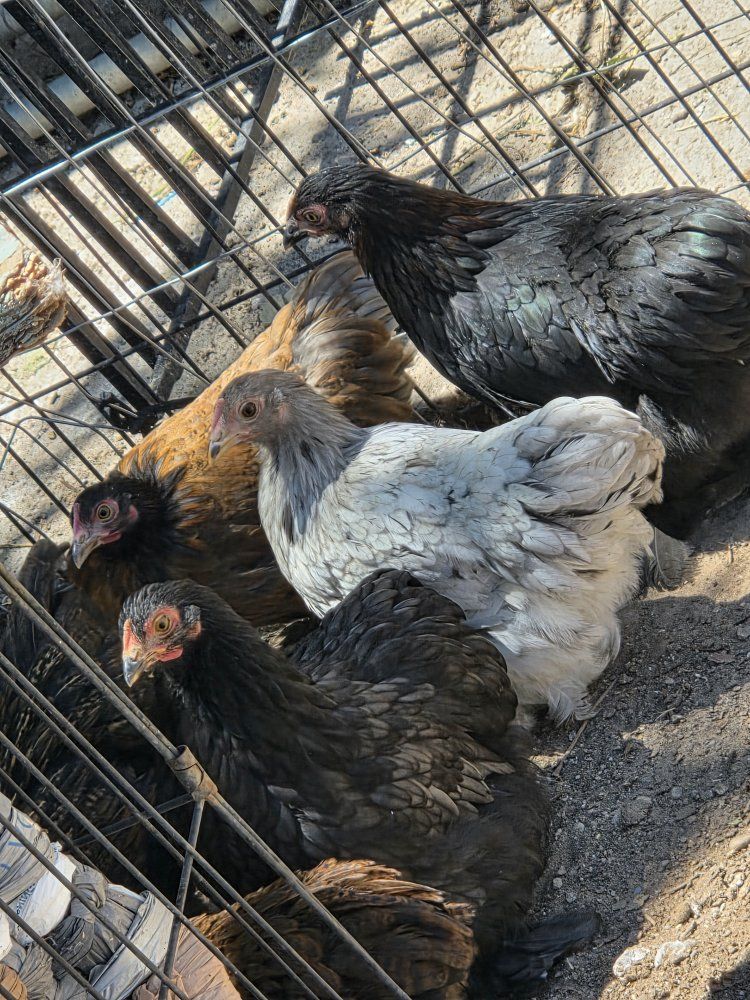 Brahma bantam Chickens - Young Hens for Sale (Various Colors)