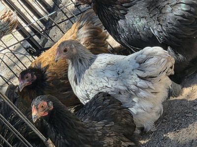 Brahma bantam Chickens - Young Hens for Sale (Various Colors)
