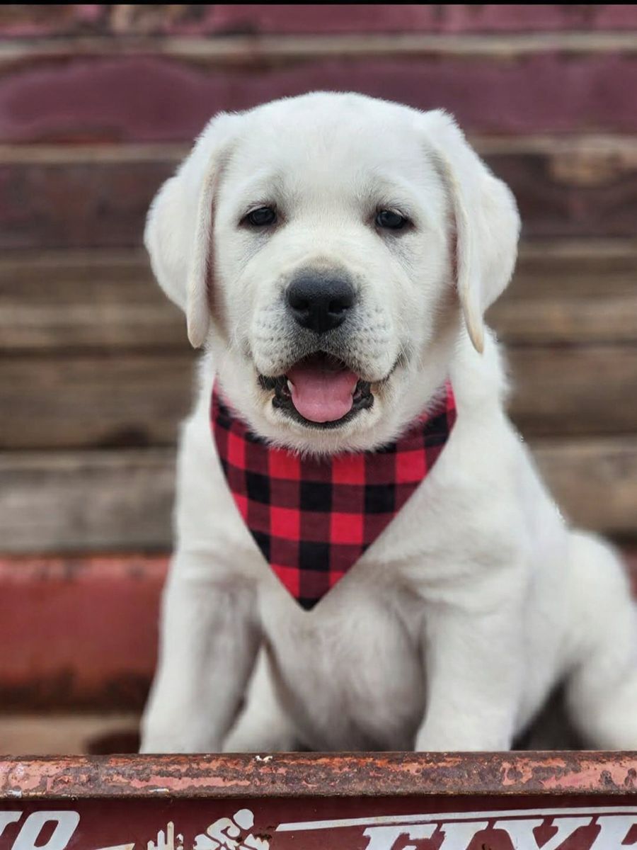 AKC English Labrador Retriever/Lab Puppies Ch sire
