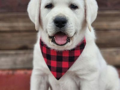 AKC English Labrador Retriever/Lab Puppies Ch sire