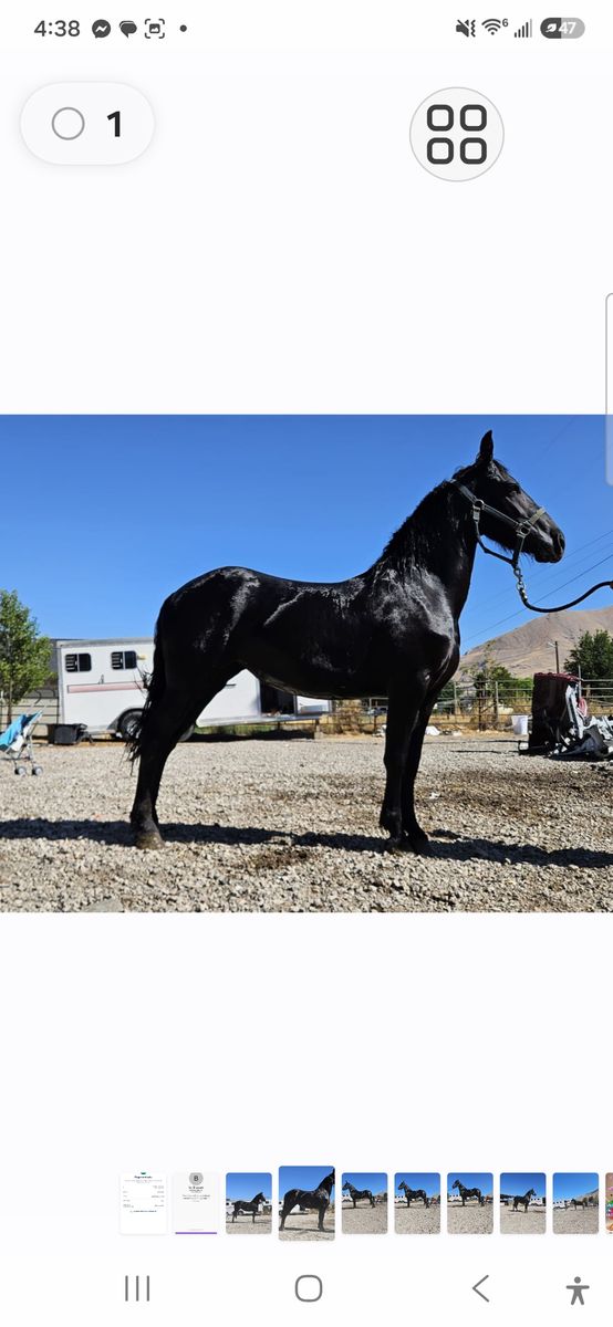 Beautiful Horse friesian