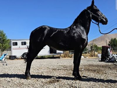 Beautiful Horse friesian