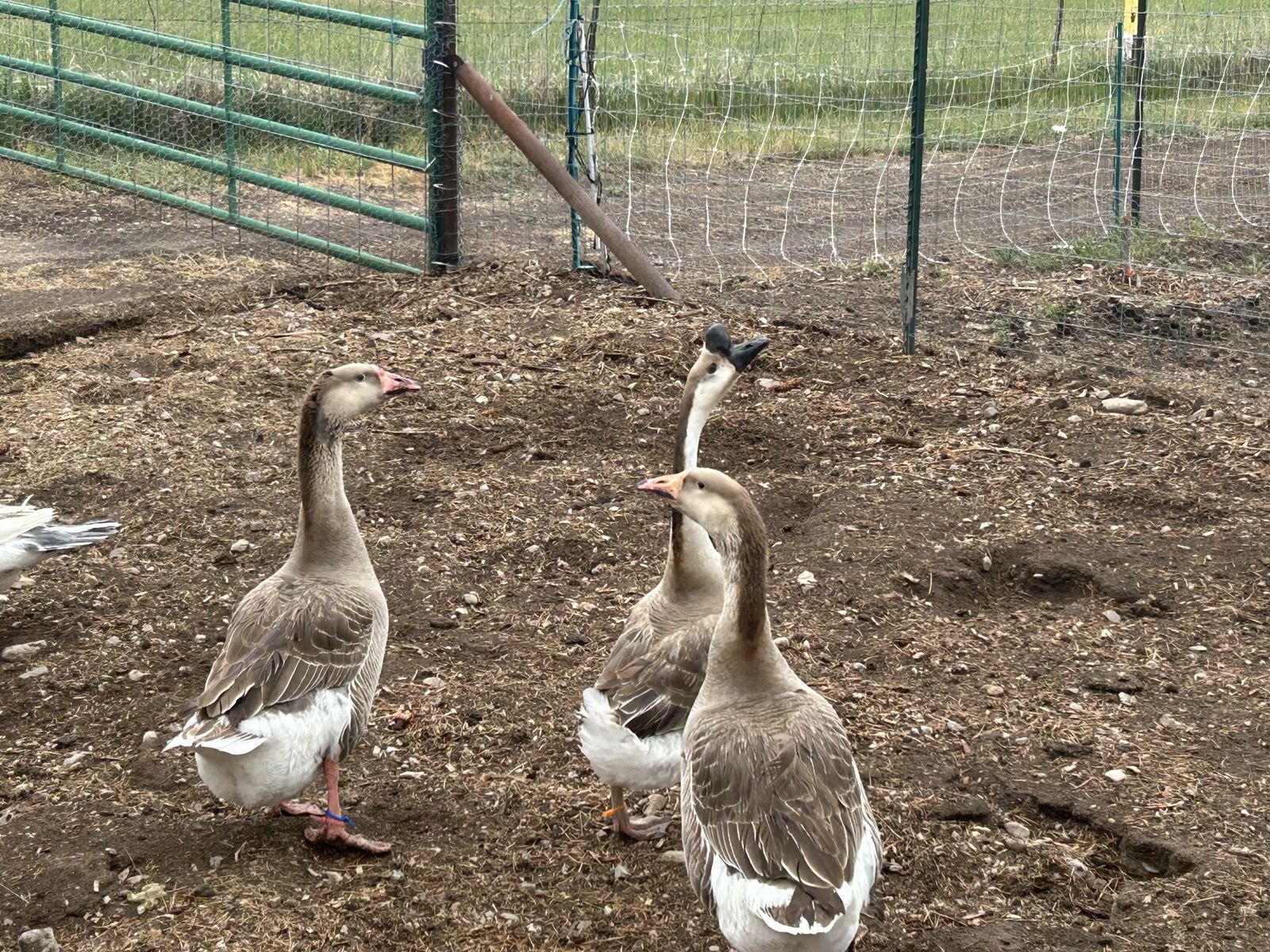 Geese Brown Chinese and 2 Barnyard Mix