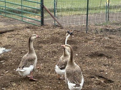 Geese Brown Chinese and 2 Barnyard Mix