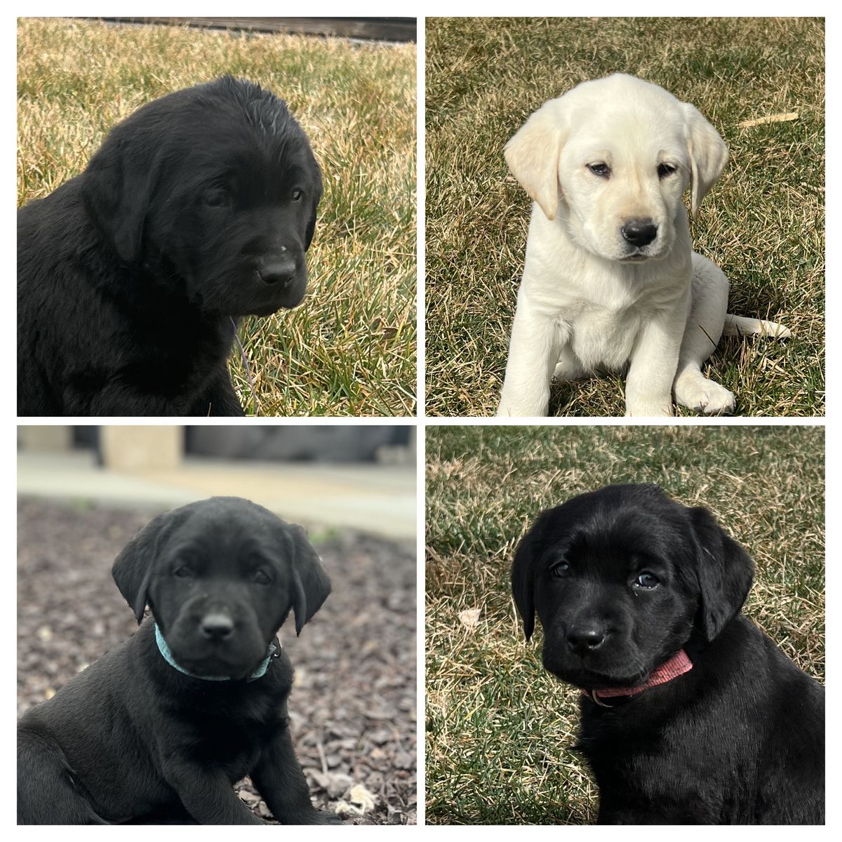 10 AKC Lab Puppies